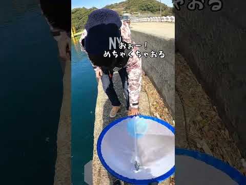 足元に大量の○○発見！ #shorts #釣りよかでしょう #釣りよか #釣り #fishing #堤防 #ひとすくい #キビナゴ