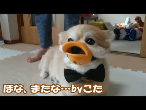 すぐキレるポメラニアン最終回!? ほな、また会おな…byこた