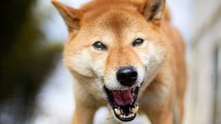 【和犬は噛みますよ】日本の常識じゃないですか？