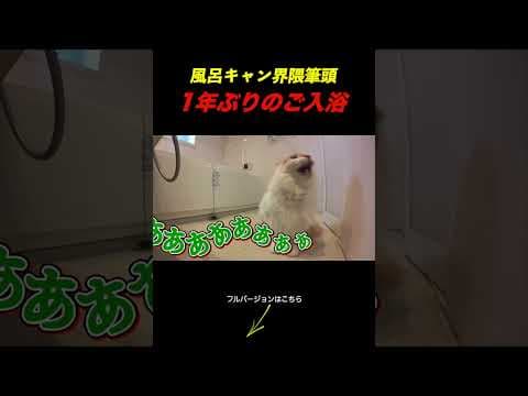 1年ぶりのお風呂で大号泣してしまう猫がこちら...。 #cat #ねこ#funny