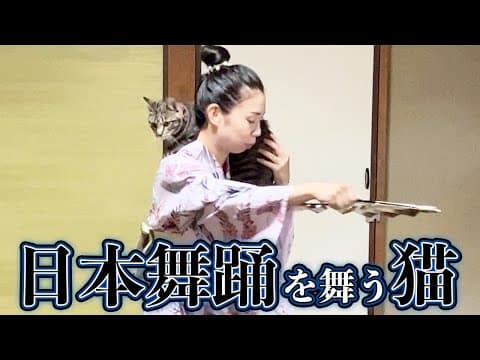 優雅で美しいネコの舞い