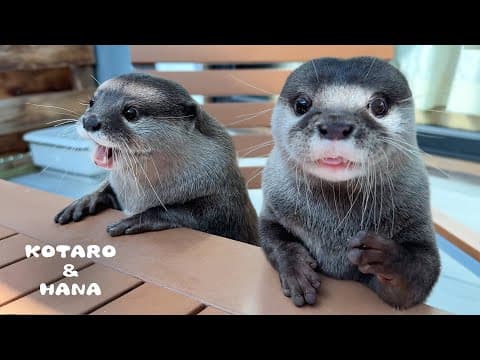 まるで子供みたいなカワウソの夏休みに密着！　Otter Squad’s Wild Summer River Adventure!
