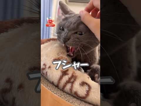 トロが近くに居るだけで怒るハムちゃん #shorts