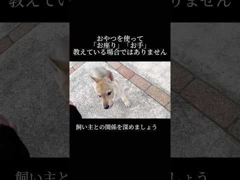 オヤツは絶対使わないで。 #子犬 #ウルフドッグ #チェコスロバキアンウルフドッグ