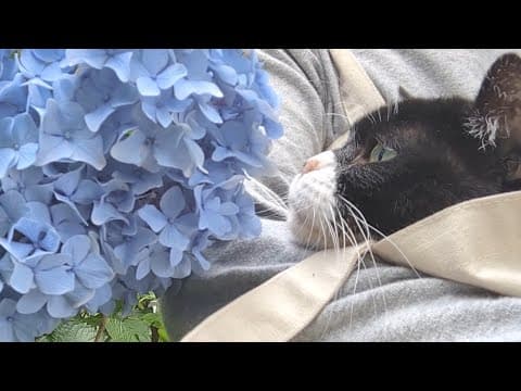 猫を紫陽花園に連れていってみた