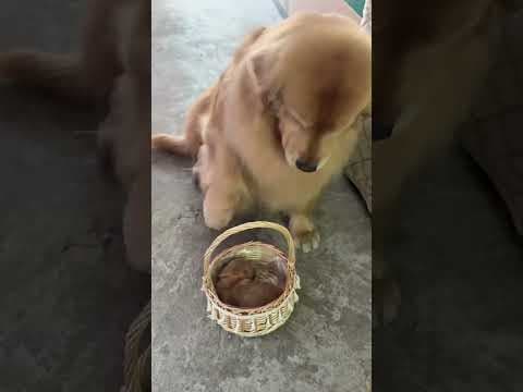 Golden Retriever Trade Her Puppy for Food #shorts #dogs