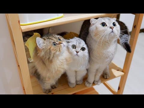 The kitten was so cute, rushing to get his medicine first!