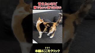 甘えたいけど.....三毛猫まりも  #shorts