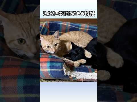 【芸披露】この2匹だけができる得意技とは？#shorts #cat #ねこ #動物#ちゃちゃまる日記