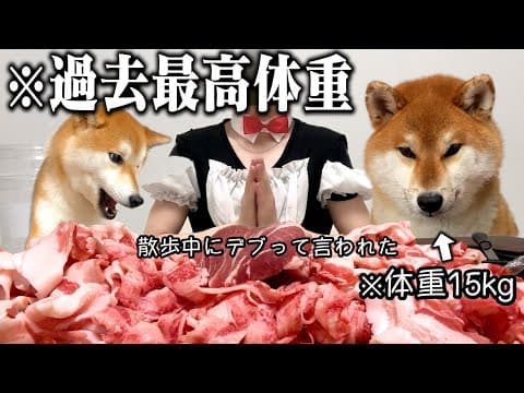 「デブは失礼ですよ？」平均体重を8kgオーバーしていた柴犬こまちゃんにプロ料理人の飼い主がダイエット食を作る料理ルーティン
