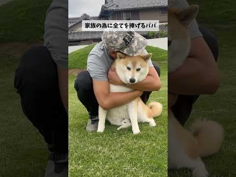 我が家の柴犬とハスキーがパパを大好きな理由#shorts #shortsvideo #柴犬 #シベリアンハスキー
