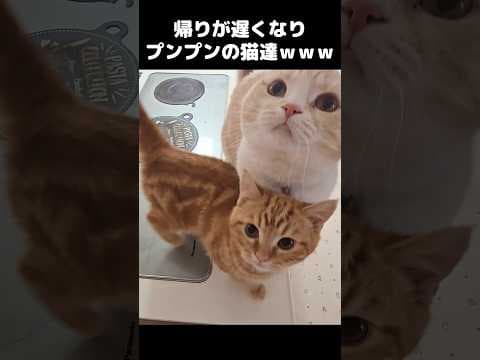 帰りが遅くなりプンプンに怒ってる猫達がかわいいCame home late… and the cats were FURIOUS 😾🐾 (but cute)