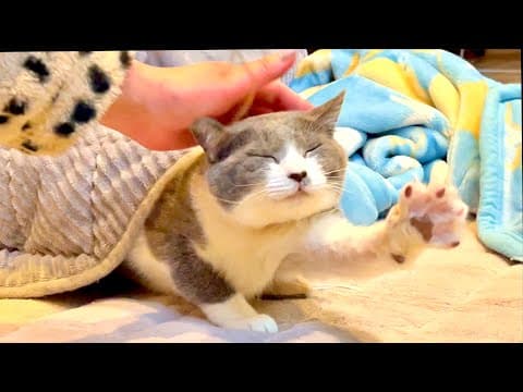 緊急入院した母が２０日ぶりに帰ってくると猫達の反応はこうなった