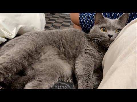 どこまでも追いかけてくる灰色猫が可愛すぎたw