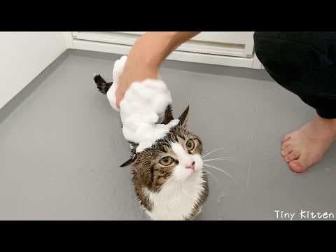Cute cat too mature to be shampooed...