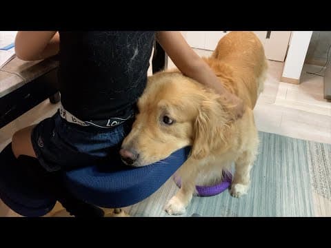 早く遊びたくて姉の宿題が終わるのを、一番近くで待つ愛犬が可愛いw