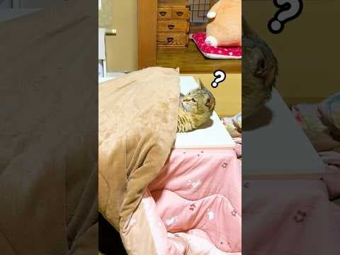愛猫が寝る直前にお布団をかけた結果…笑 #元野良猫 #かわいい #猫ッチョファミリー