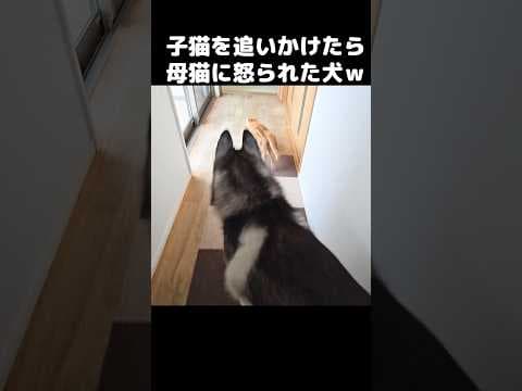 子猫を追いかけたら母猫に怒られた犬がこちら...笑