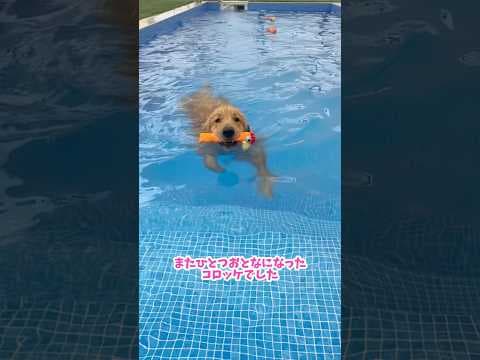 ちょいちょい！ちょい！ちょーい！！！#大型犬 #ゴールデンレトリーバー