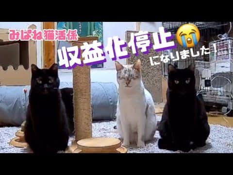 [近況報告]収益化がストップされていじけていました😂2025年3月[里親募集中]の保護猫をご紹介！