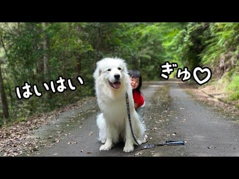 【神対応】大好きな２歳児から散歩中にハグをされても全力で受け止めてあげる超大型犬が優しい｜グレートピレニーズ&オールドイングリッシュシープドッグ&トイプードル