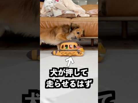 猫バスにおもちゃを乗せれば犬が押して走らせるはず！
