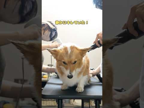 お風呂に入れたら鳥になって静かにキレていた🦊💢