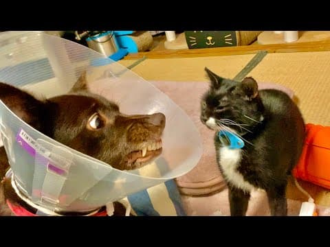 ウロウロする猫にワンコがなぜかこうなっていた