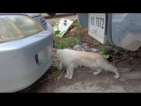 車をのぞき込んでいた白猫
