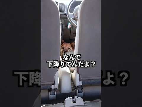たまご蒸しパン。