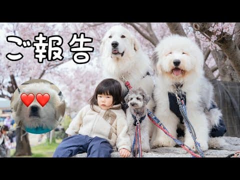 【ご報告】いつもご視聴していただいてる皆様に大切なお知らせがあります｜グレートピレニーズ&オールドイングリッシュシープドッグ&トイプードル