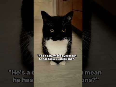 Uni is very expressive! :3  #catsofyoutube #funnycat #cutecat