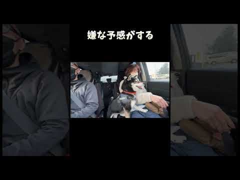 嫌な予感がする柴犬