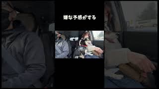 嫌な予感がする柴犬