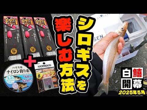 【デカギス接岸】ダイレクト感爆上がりの仕掛けでシロギスライトゲーム（2025年5月）