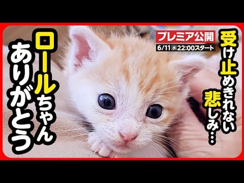 【追悼】心に刻む命の尊さ...ロールちゃん ありがとう。ずっとずっと忘れないよ。