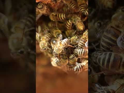 Queen Bee Expelled by Workers