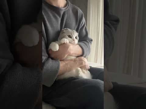 🧸🧸🧸 #cat #猫