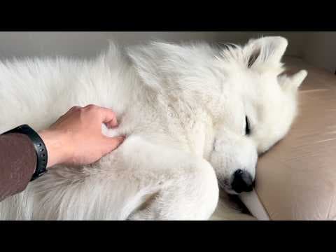 飼い主からベッドを奪い人間のように枕を使いながら眠る犬がかわいすぎました…