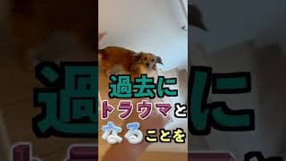 犬が『家族で一番嫌い』な人にだけ見せる行動4選 #shorts