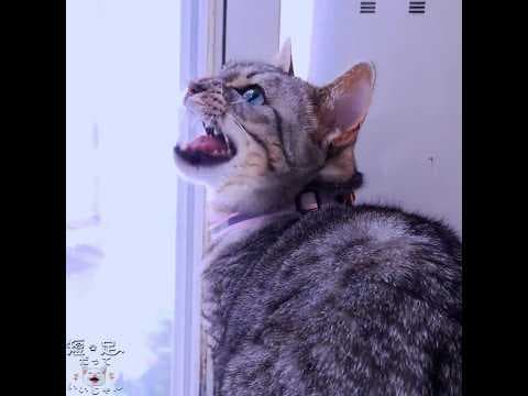 蝶々を見つけた緑眼の猫はこうなります！　#ジェネッタ #マンチカン #短足