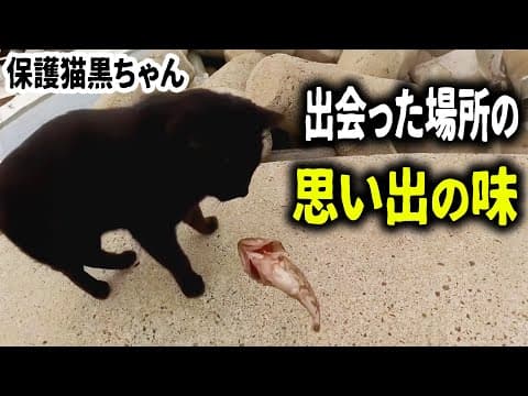 【保護猫】黒ちゃんと出会った場所に行って、魚を釣ってプレゼントしました！