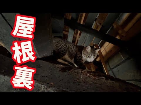 【突然姿を消した愛猫】驚きの脱走経路とその理由