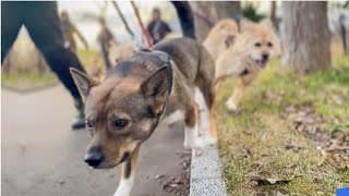 子犬の飼い主募集中です！！