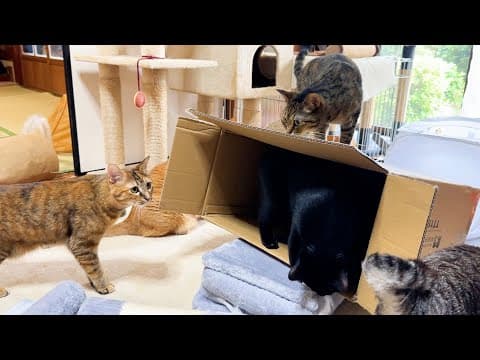 猫たちへプレゼントをすると次から次へと集まってきて、なかなか先へ進めません(笑)