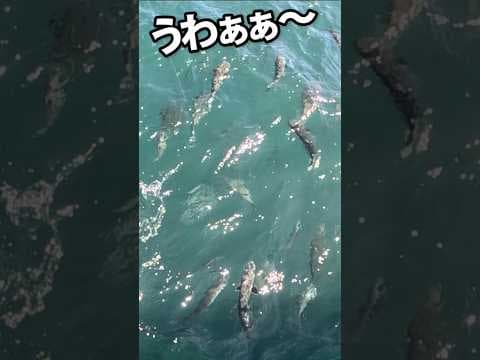 哀川翔に魚群襲来【ヒラメ釣り】千葉大原・力漁丸 #哀川翔 #釣り #魚群