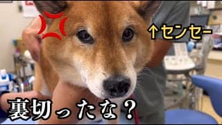 【予防接種】苦手な病院に連れ出すのが大変過ぎる柴犬