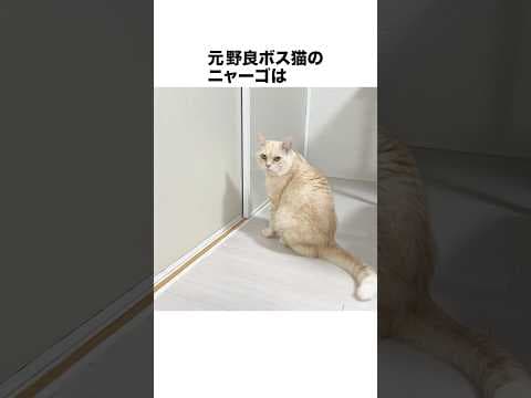 元野良ボス猫ニャーゴ伝説⑧