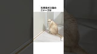 元野良ボス猫ニャーゴ伝説⑧