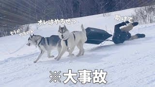 【爆笑】スキー場で犬ぞりしたら大事故w 引きずられる飼い主と構わず走り続けるハスキー兄弟ww【シベリアンハスキー】